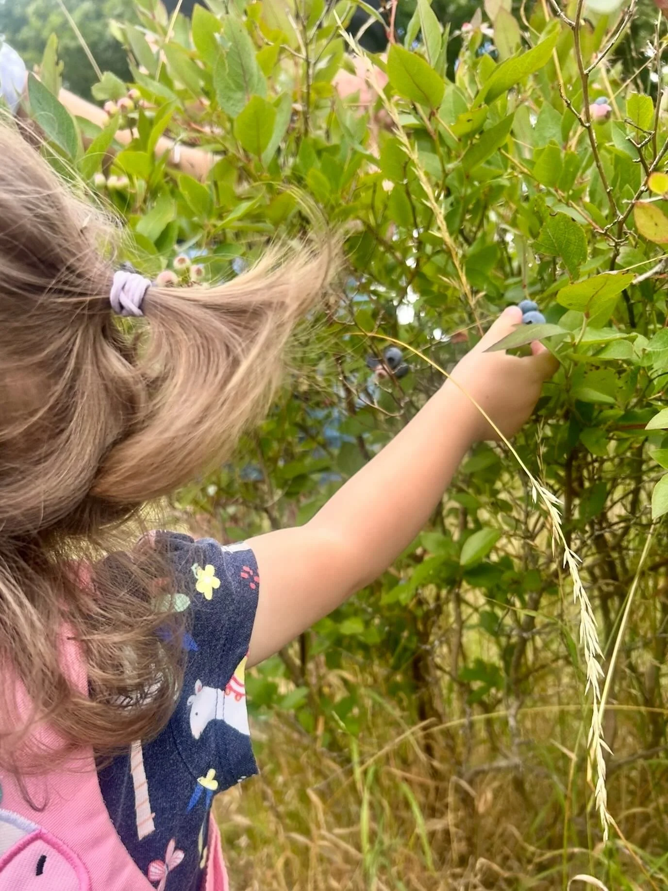 New research suggests that introducing blueberries to babies with their initial solid foods could help reduce allergic reactions, boost their digestive health, enhance immunity, and promote long-term wellbeing (from the University of Colorado, publis