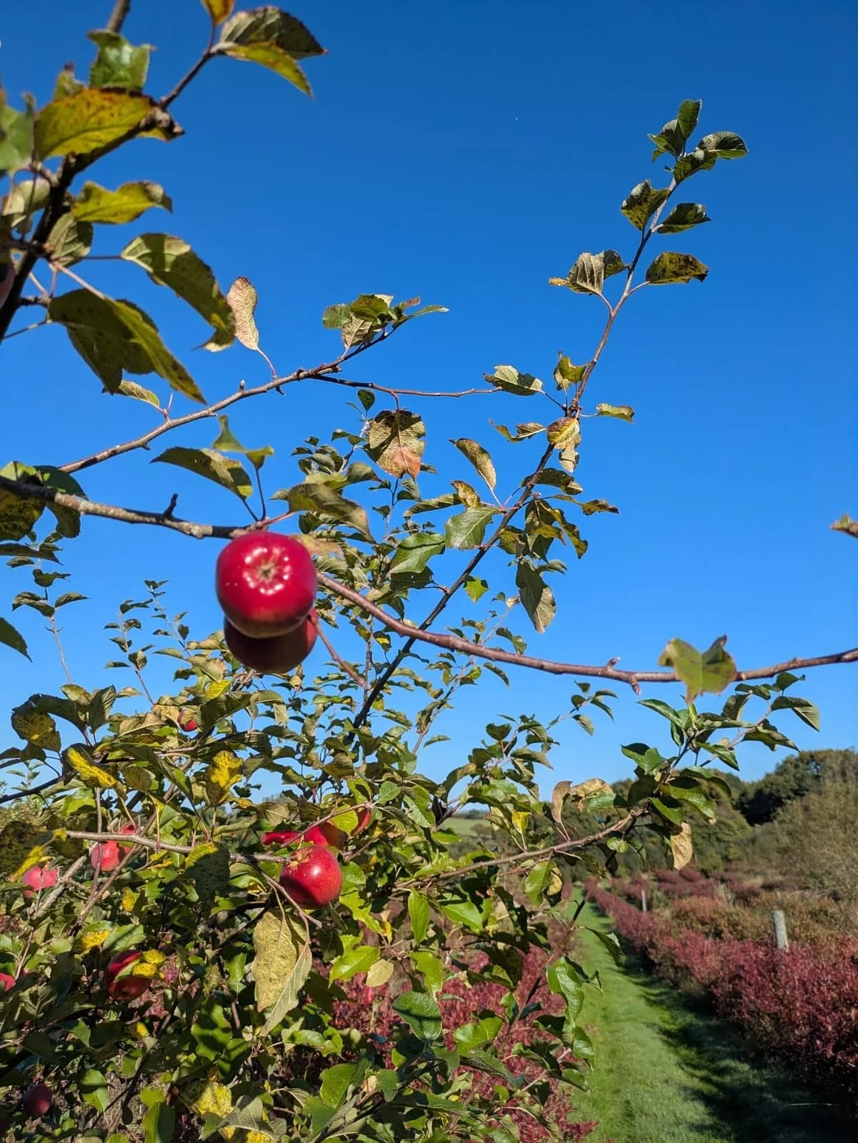Crisp air and blue skies on the farm this week, with fruit filling the hedgerows and orchards, and all the colours of autumn! 🍂 Beautiful! 🧡

#dartmoorblueberries #blueberries #freshblueberries #blueberryfarm #unsprayedblueberries #pyoblueberries #