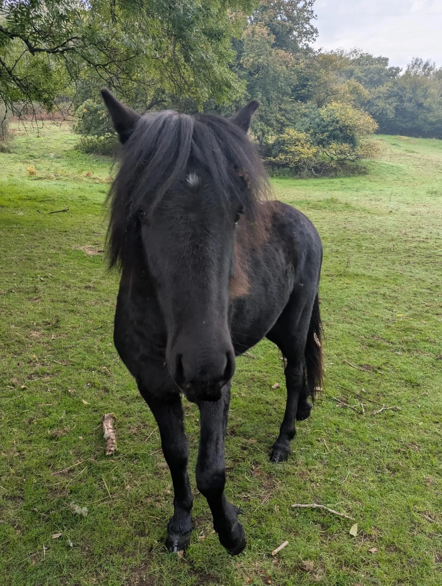 Since getting our @roundpenco, we&rsquo;ve been making great progress training our herd of Dartmoor ponies, with help from @dartmoorwoolloft&rsquo;s brilliant Nat, who has experience training Dartmoor ponies.

They&rsquo;ve been getting used to being
