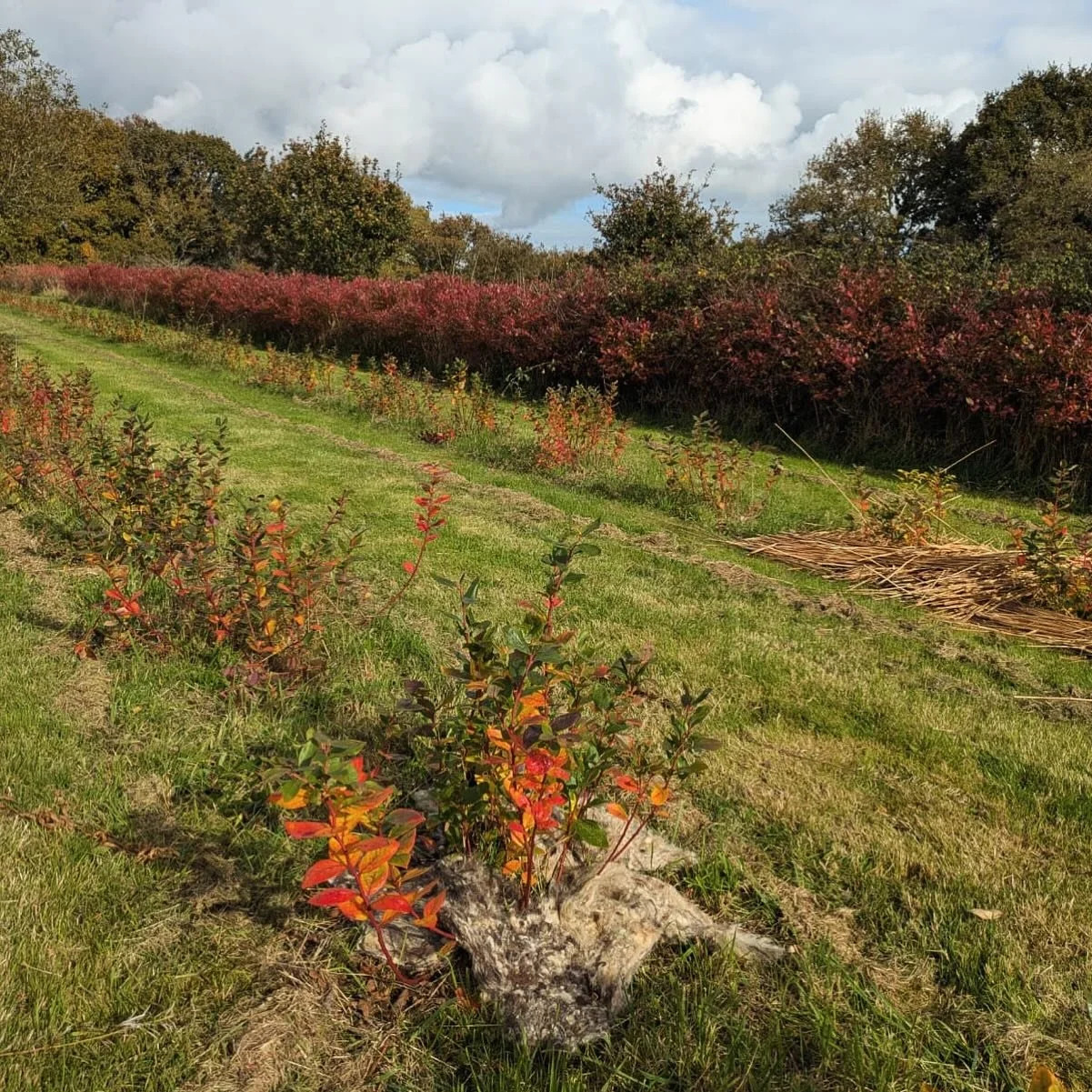 This week on the farm we have been experimenting with mulching our blueberry plants with old thatch and reclaimed wool, keeping things natural and local. And just look at those beautiful autumn leaves! 🍁 

#dartmoorblueberries #blueberries #freshblu