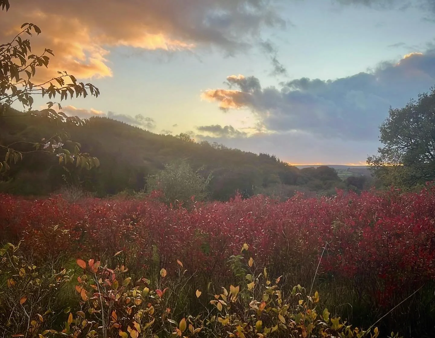 The blueberry fields looking like a painting under the beautiful autumn sunset tonight 🧡 

#dartmoorblueberries #blueberries #freshblueberries #blueberryfarm #unsprayedblueberries #pyoblueberries #dartmoor #visitdartmoor #autumnsunset