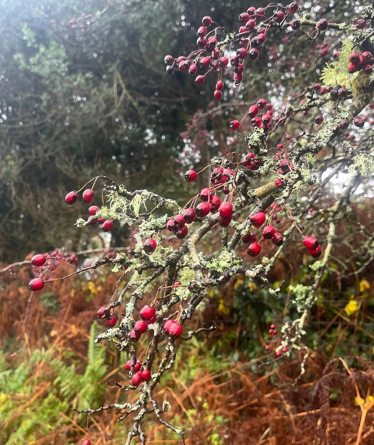 Autumn views from the farm 🍂

Beautiful old oaks, veteran holly, silver birch, lichen, and fungi - it&rsquo;s such a magical time of year! ✨

We&rsquo;ve also been spotting a wonderful variety of brilliant birds - just this past week we&rsquo;ve see