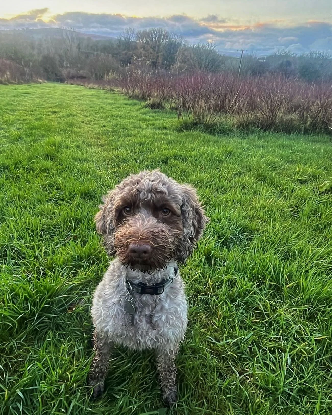 Merri posing against a beautiful backdrop of wintry clouds and colours rolling over the blueberry fields 🫐 (there may have been a little treat bribery involved! 😅) 

#dartmoorblueberries #blueberries #blueberryfarm #dartmoor #onthefarm