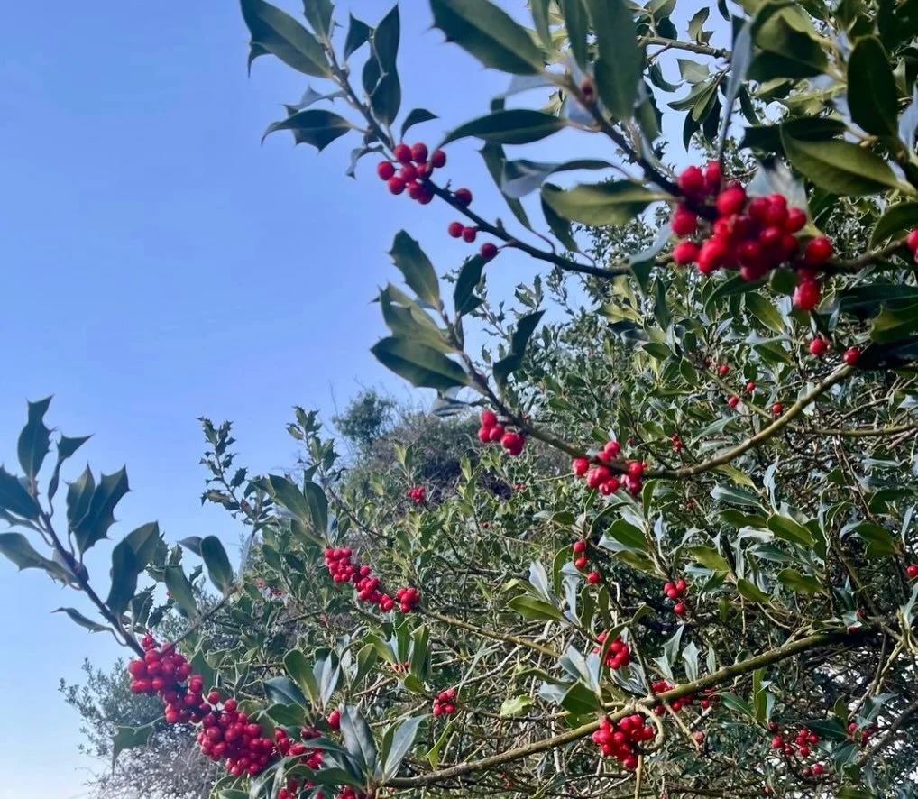 Seasonal scenes from the blueberry fields ✨🫐

1. Festive holly berries (the redwings haven&rsquo;t taken them all&hellip; yet!) 
2. Nat found this interesting fellow - a violet ground beetle!
3. Sun setting across the moor after a very wet day (we h