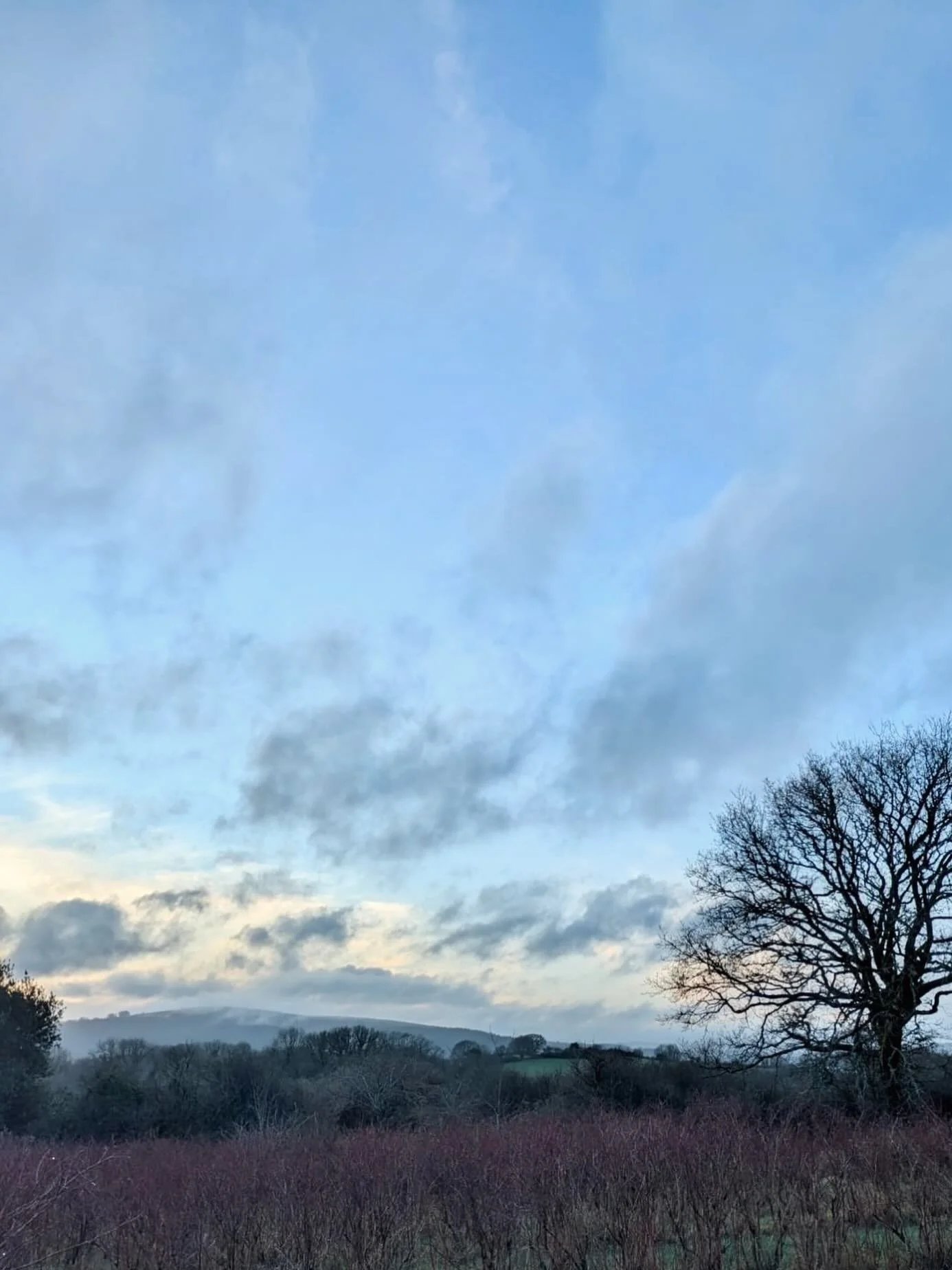 View from the blueberry fields this week (in between the rain!) with soft winter colours rolling onto the misty moor ✨

#dartmoorblueberries #dartmoor #blueberryfarm