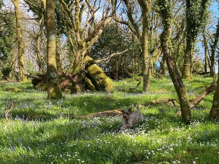 Spring is in the air here at Dartmoor Blueberries! 🌸

The bluebells are just starting to pop up, and beautiful cherry blossom is lining the paths. It won&rsquo;t be too long now until the blueberry bushes are bursting with fruit! 🫐

#dartmoorbluebe