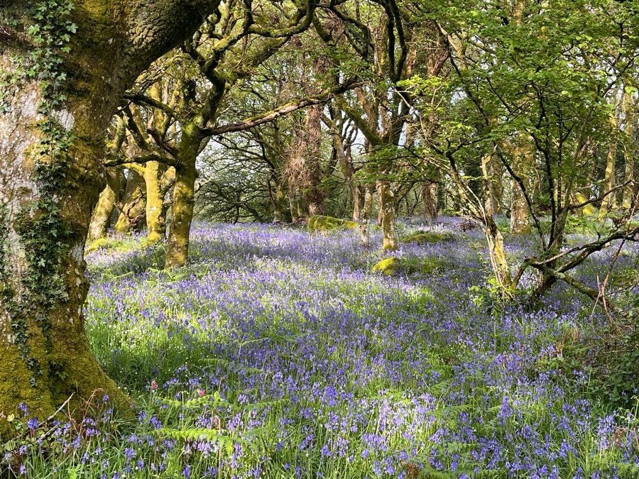 Bluebells before the blueberries! We&rsquo;re enjoying a beautiful carpet of blue in the woods behind the blueberry fields whilst we wait for the blueberries to grow 💙

#dartmoorblueberries #bluebellwoods #dartmoor #may