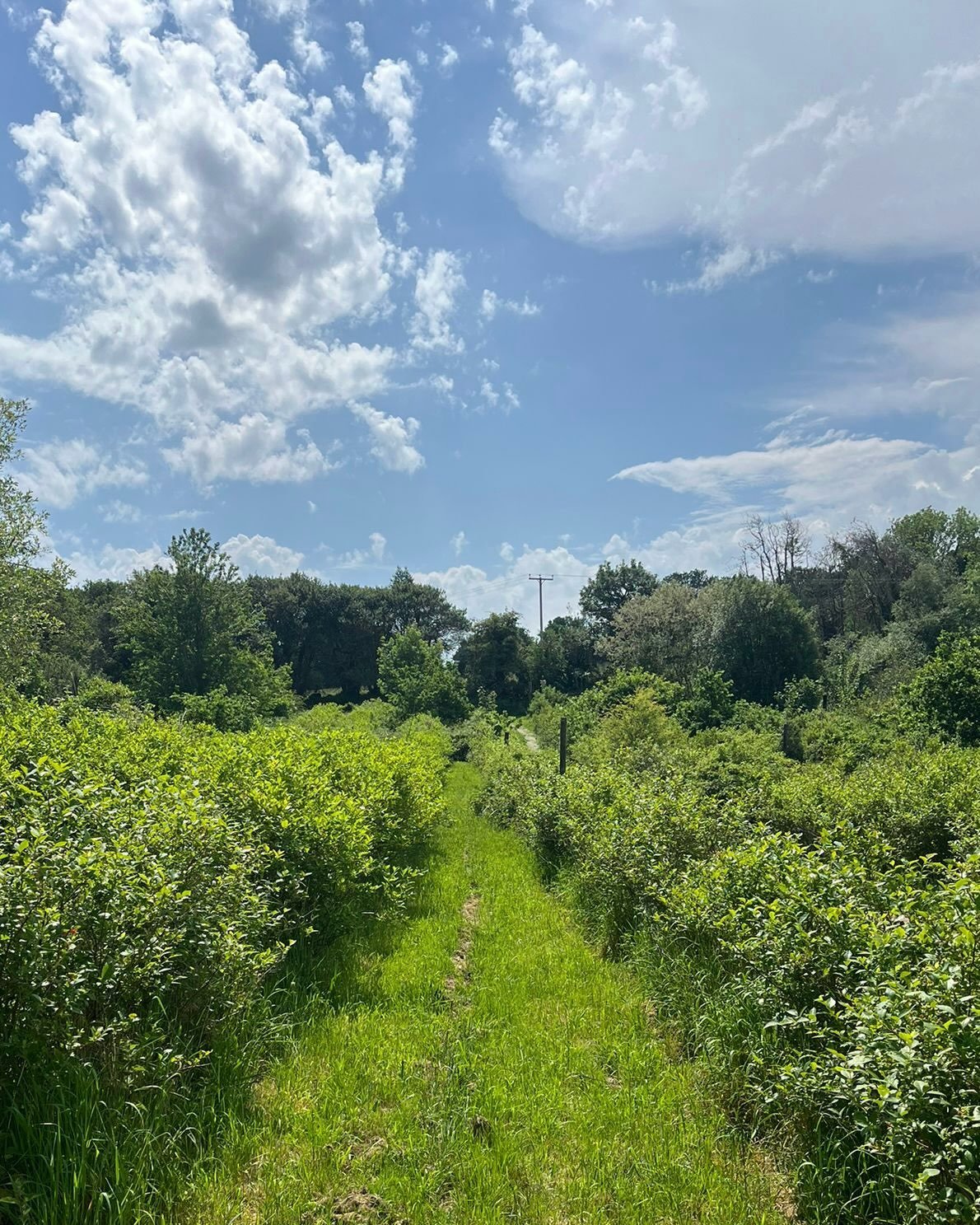 It&rsquo;s hot out there! ☀️ The blueberry bushes are soaking up the sunshine this week, and beautiful blueberries are on their way! 🫐

#dartmoorblueberries #blueberryfarm #grownondartmoor #pyoblueberries