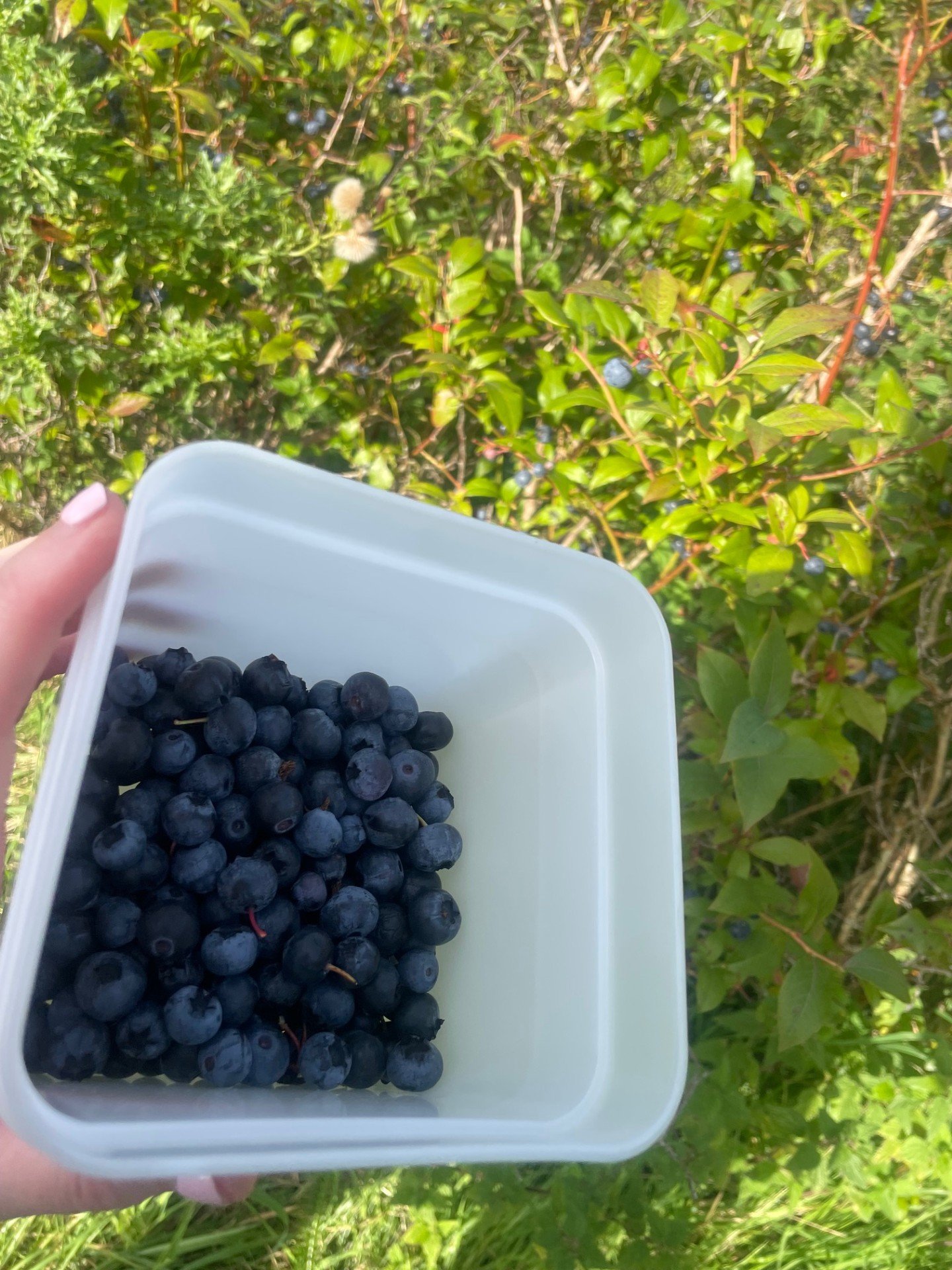 PYOBlueberrypot.jpg