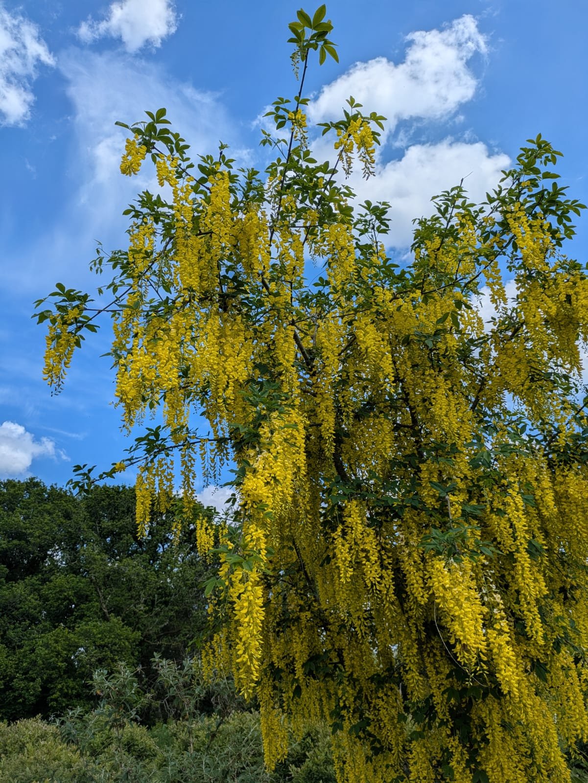 Treesintheblueberryfields.jpg