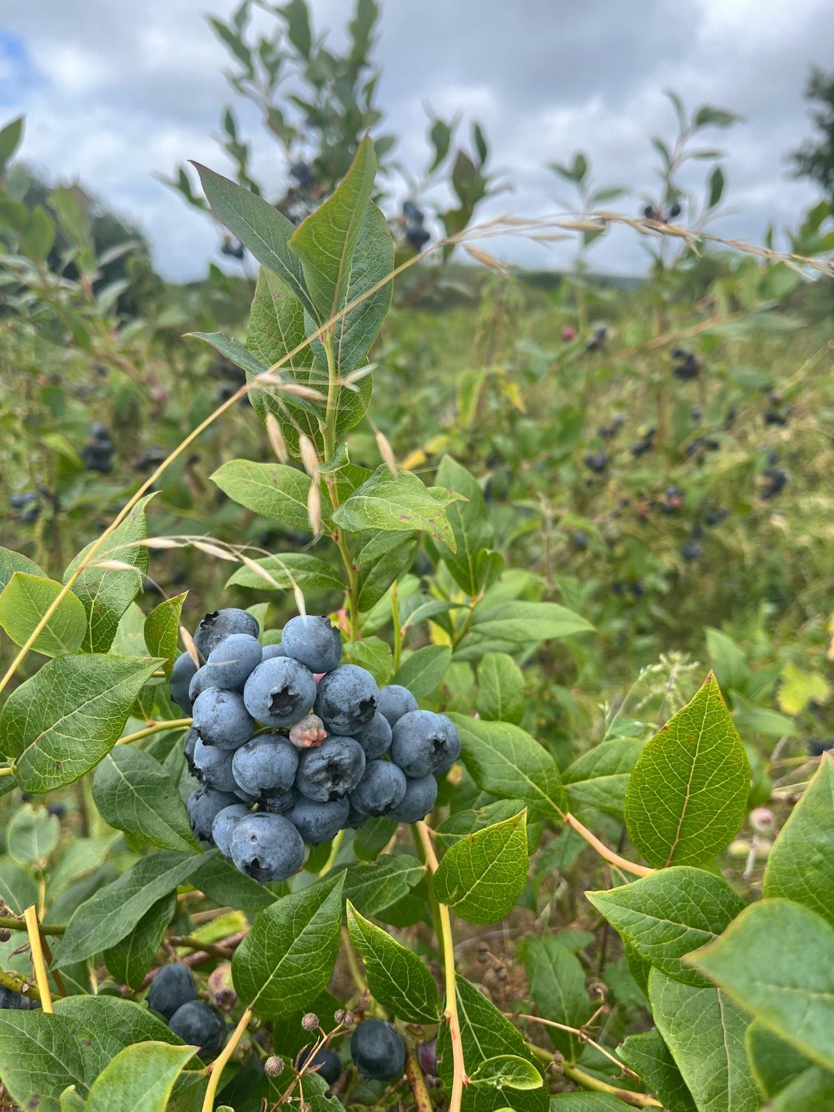 Ripeblueberries.jpg