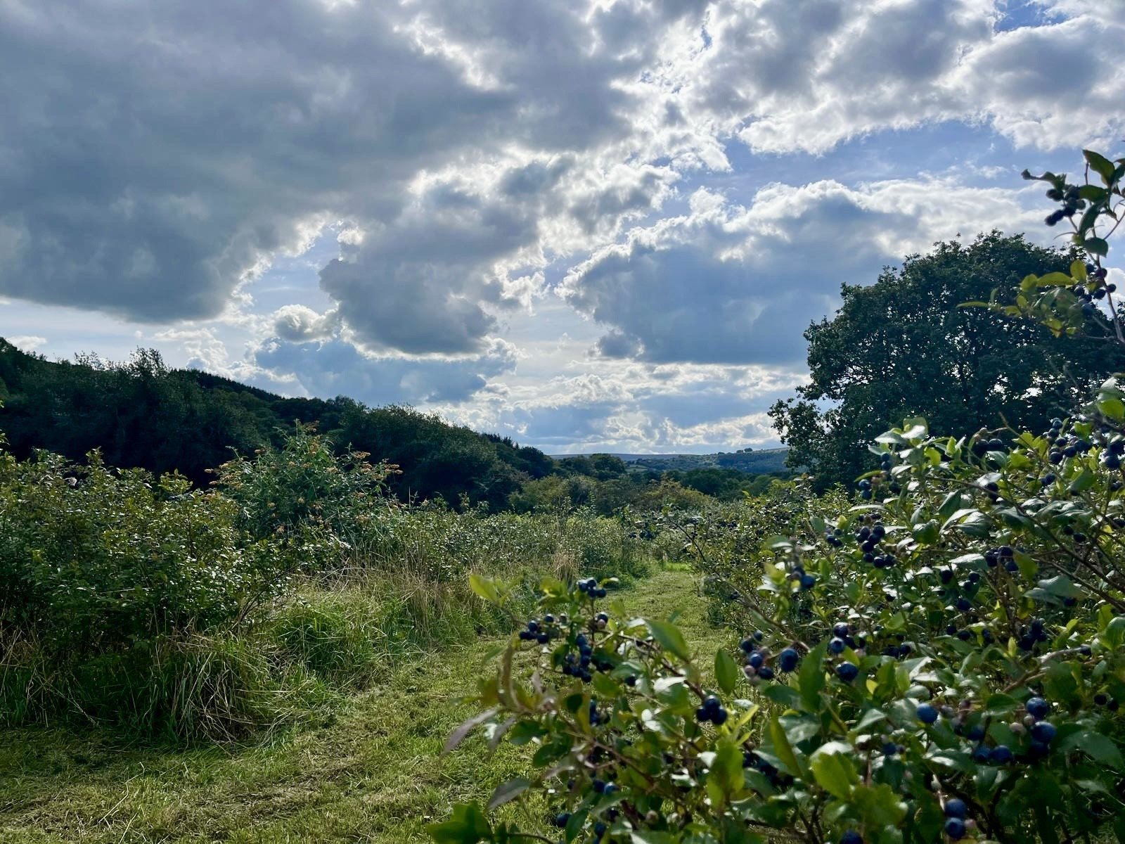 Blueberrybushescloudysky2.jpg