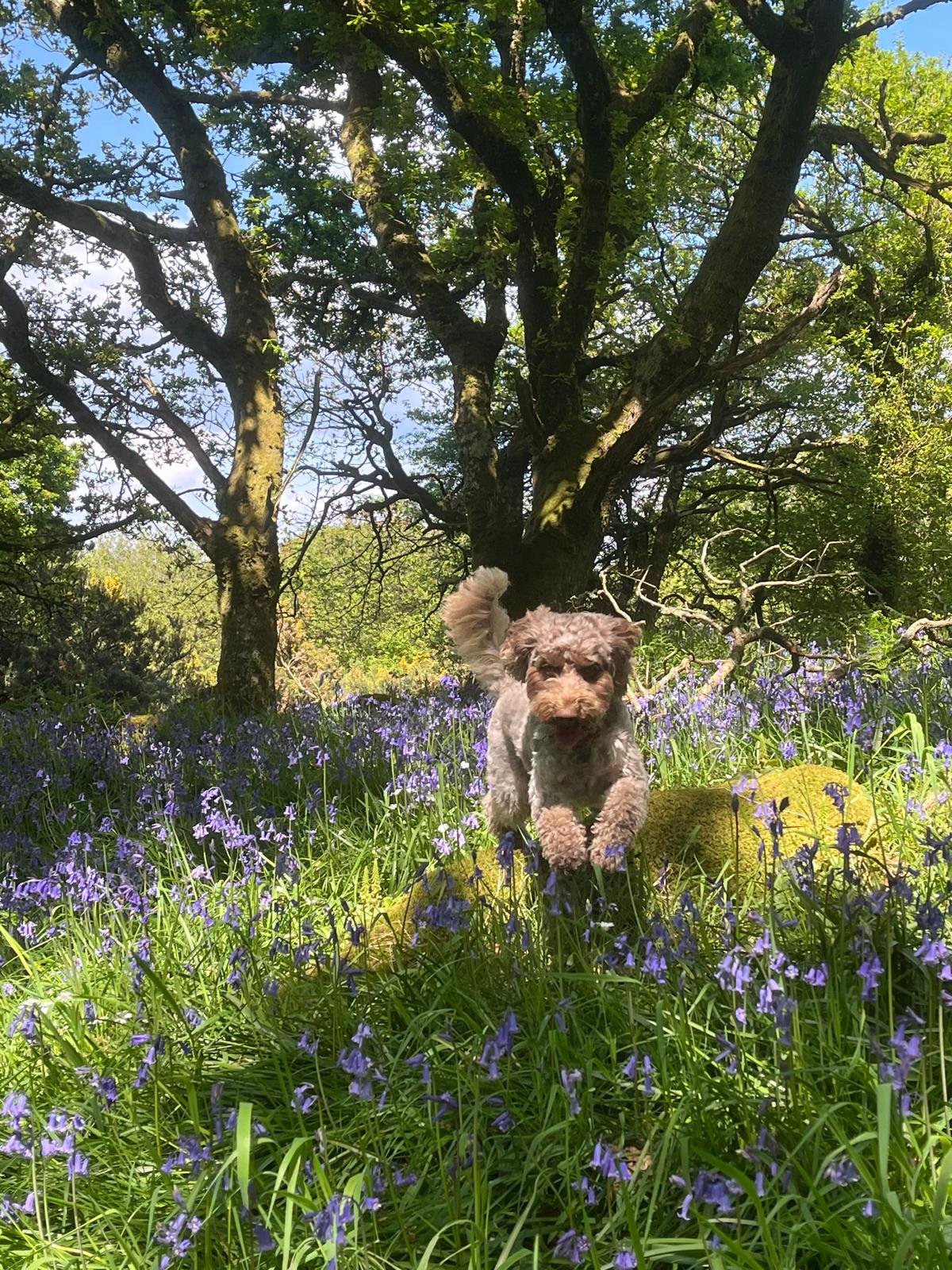 Doginbluebellwood.jpg