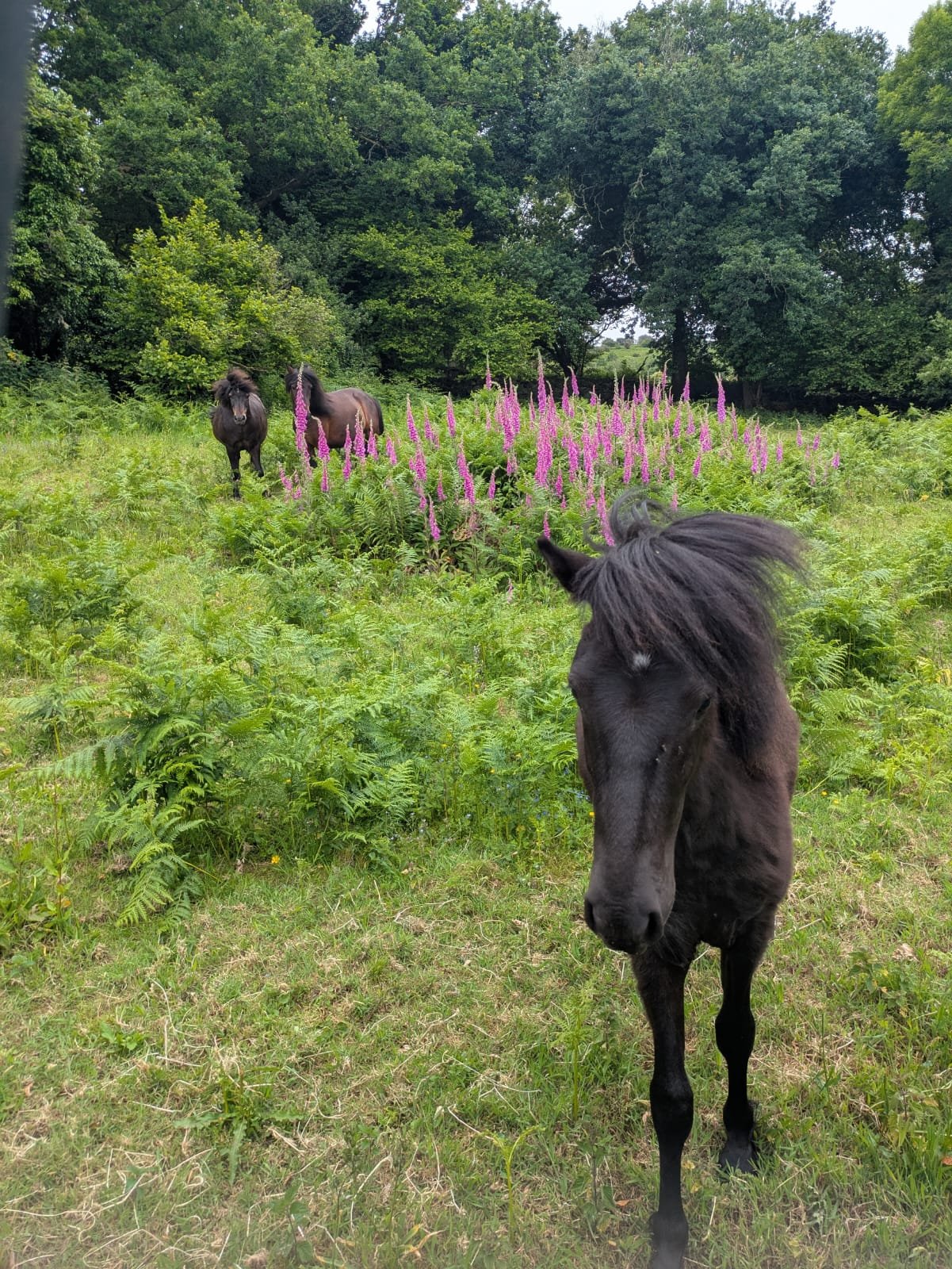 Dartmoorponies.jpg