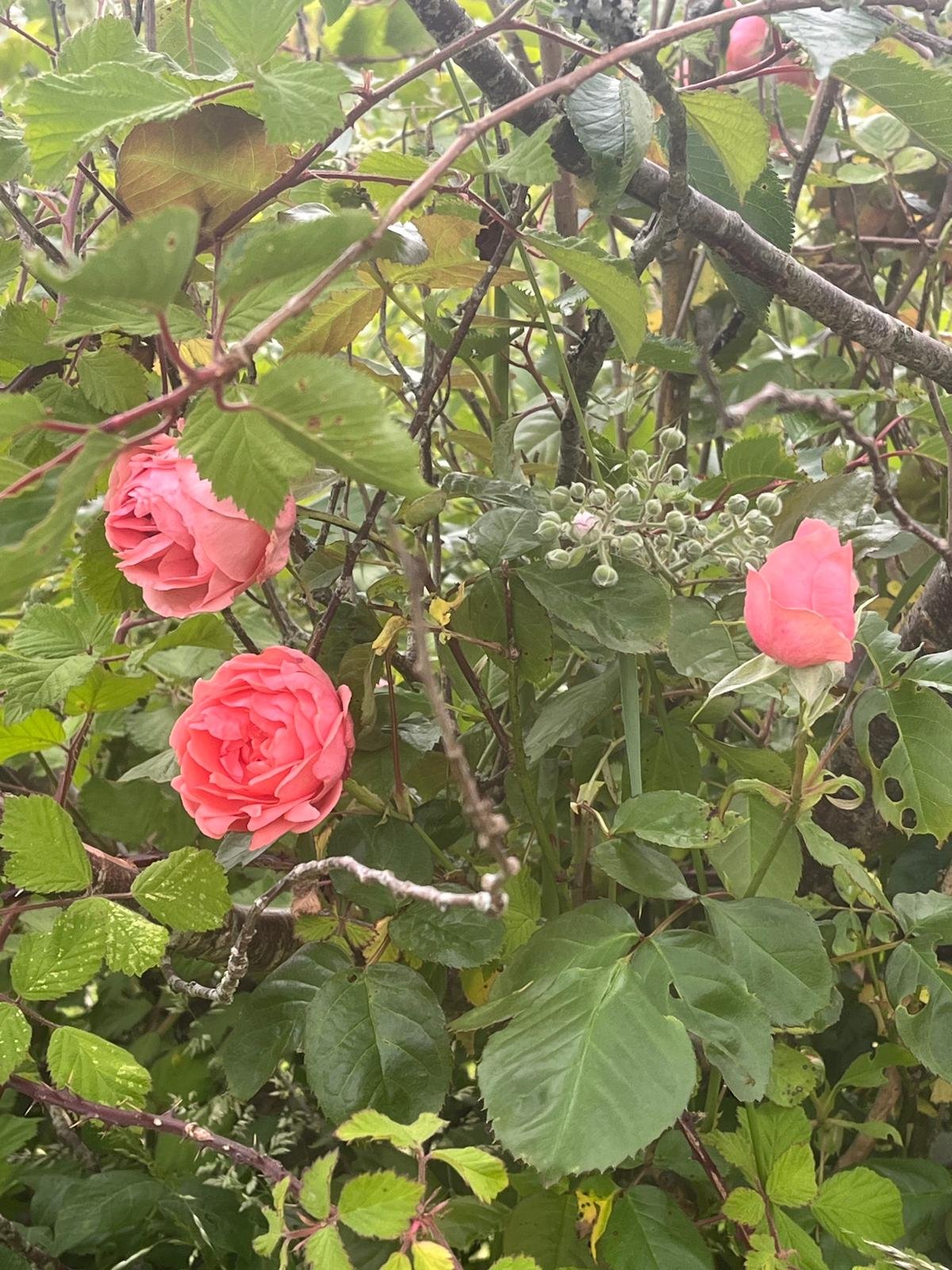 Prettyflowers2.jpg