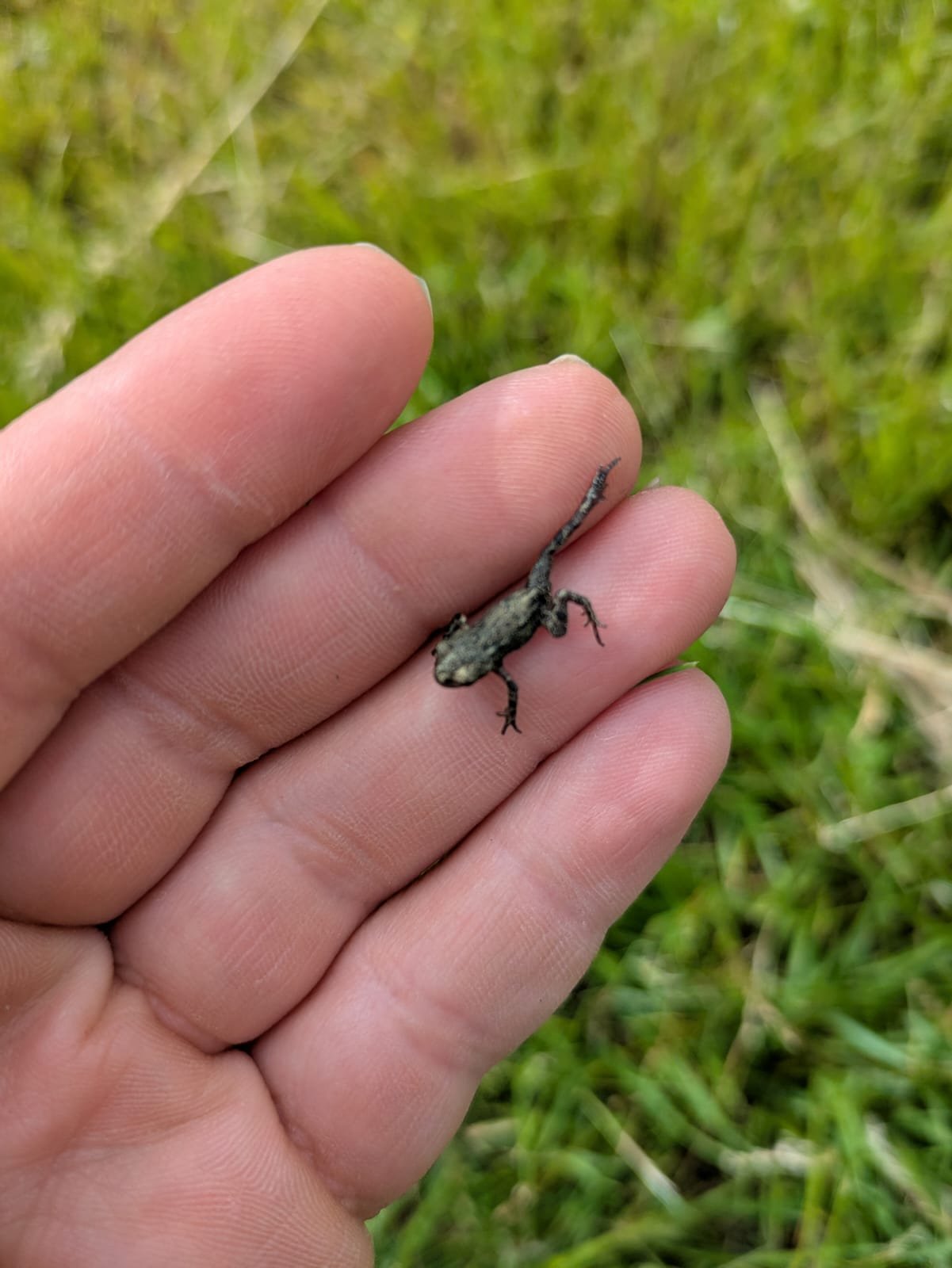 Tinyfrogonhand.jpg