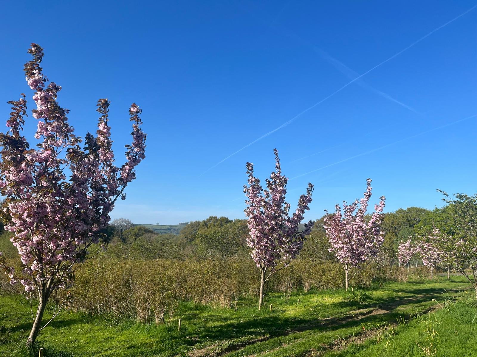 Prettytreesinblueberrybushes.jpg