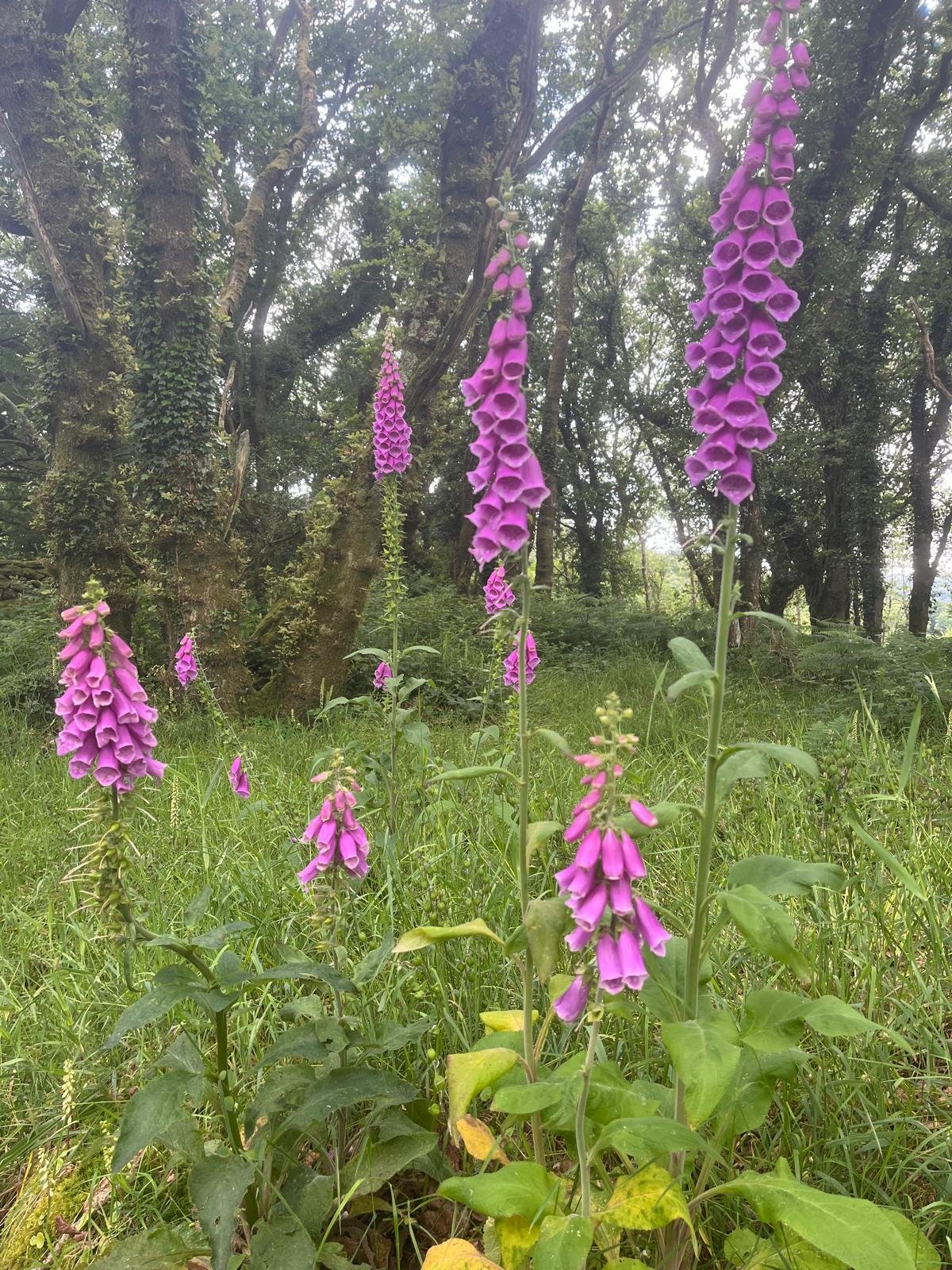 Flowersintheblueberryfields3.jpg