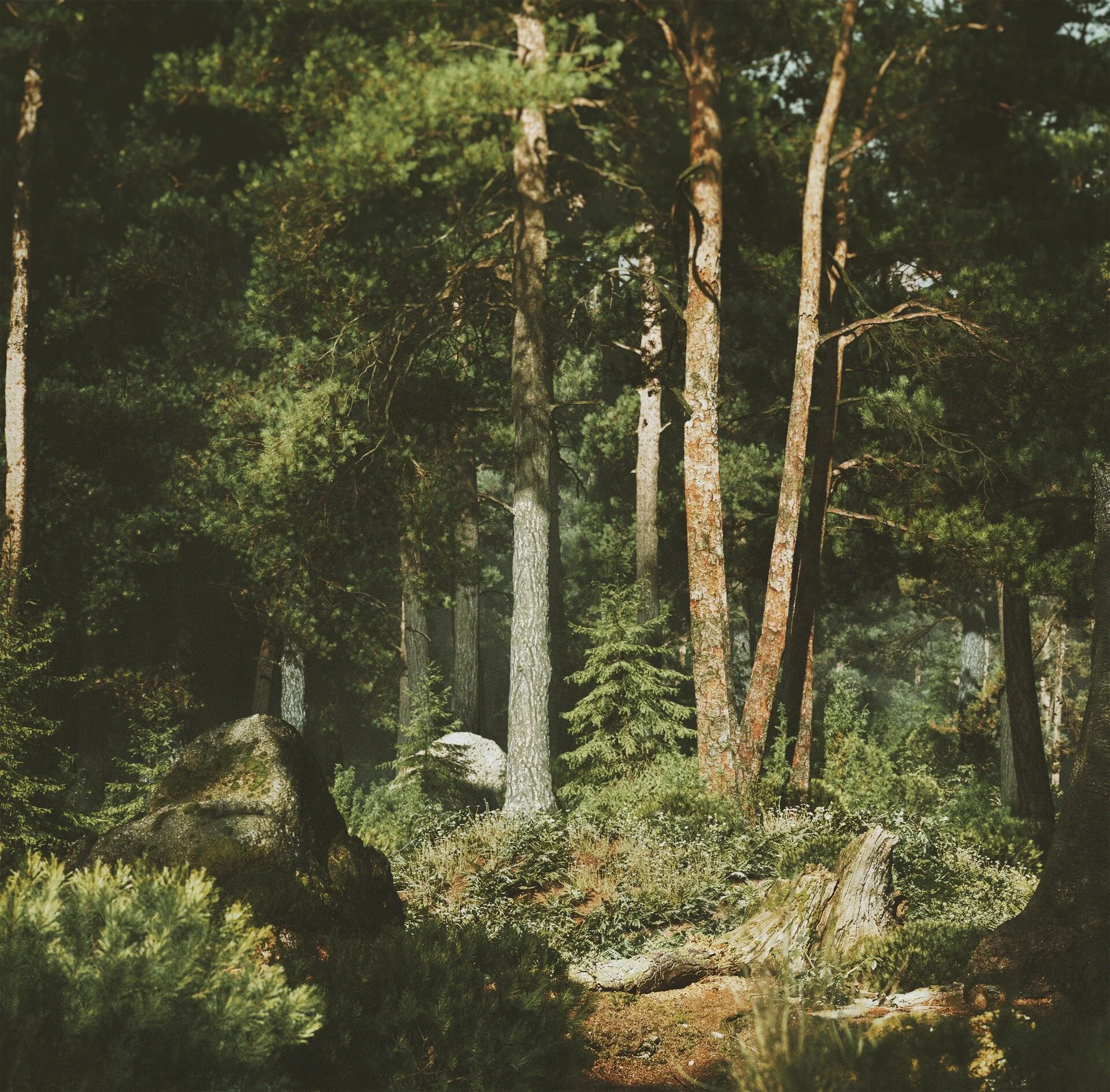 Forest scene inspired by Shishkin