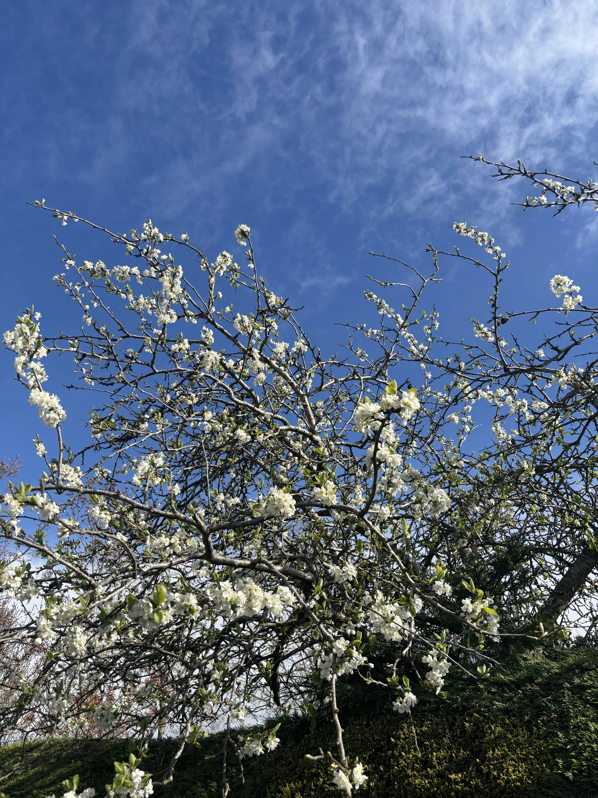 A flurry of wind, a shimmer of sun