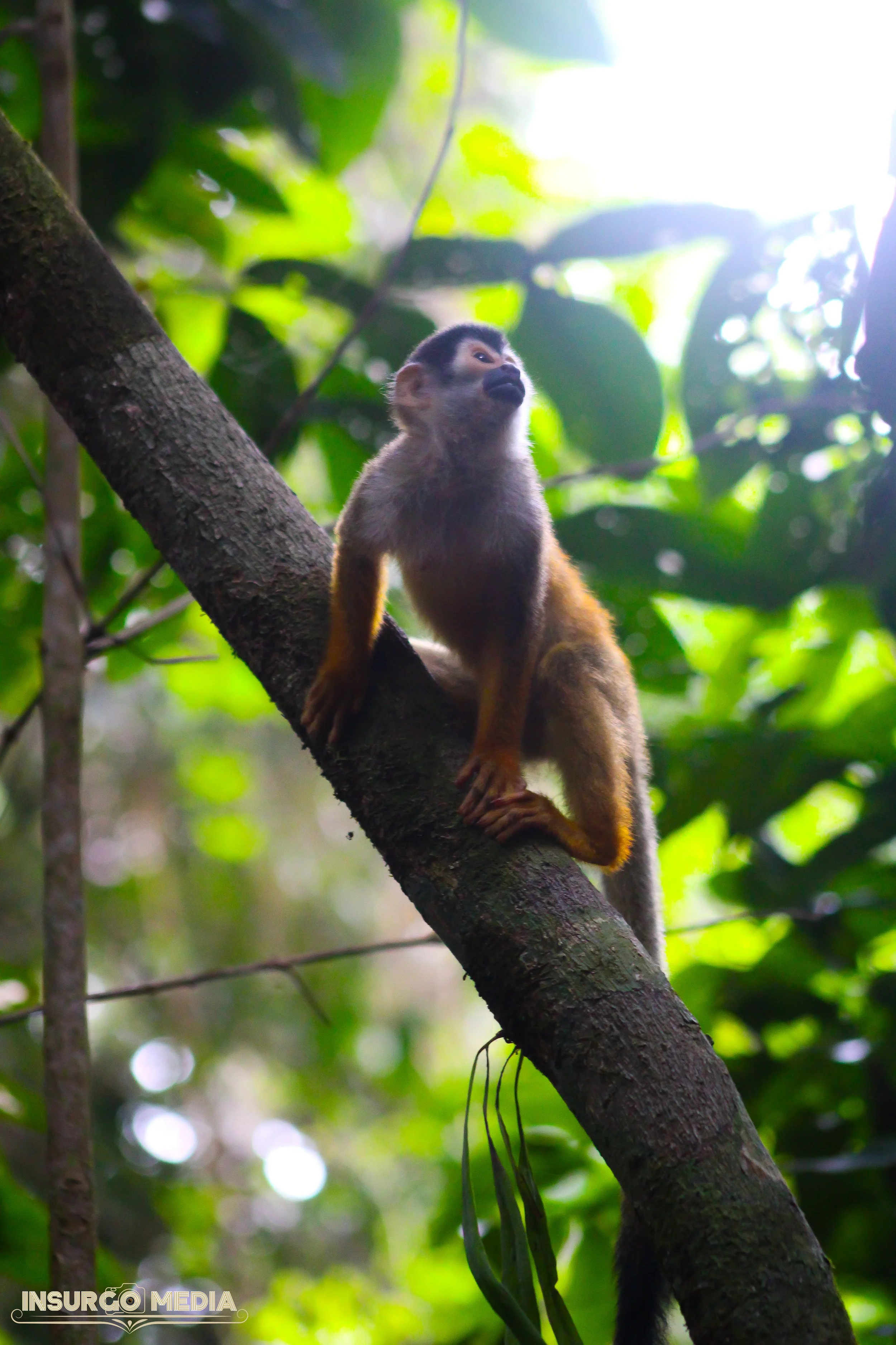 A small monkey with grayish fur and a black face sitting on a tree branch in a lush green forest, looking upwards towards the light.