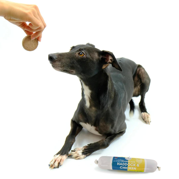 dog with chicken and haddock pate.png