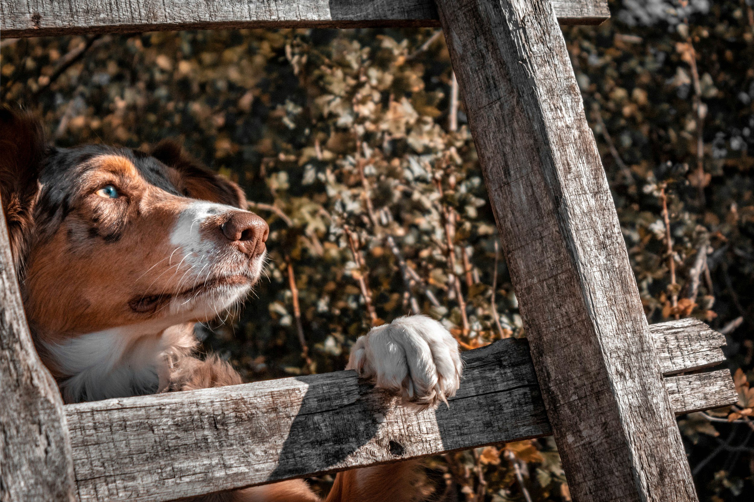 Yak Bars — All — Robyn's Pet Co.