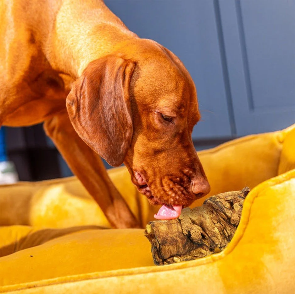 buffalo trachea 3.jpg