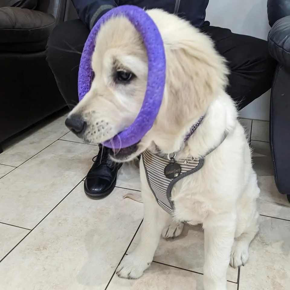 A young Labrador retriever puppy with light-colored fur sitting on a tiled floor, wearing a striped harness and a purple ring around its head, with a person sitting behind it.