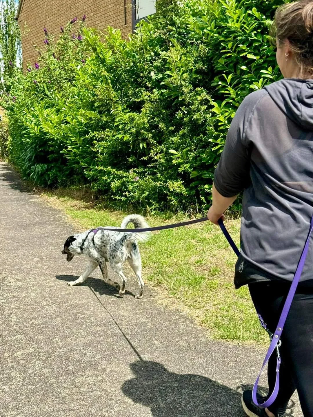 Person walking a black and white dog on a sidewalk with lush green bushes and a brick building in the background.
