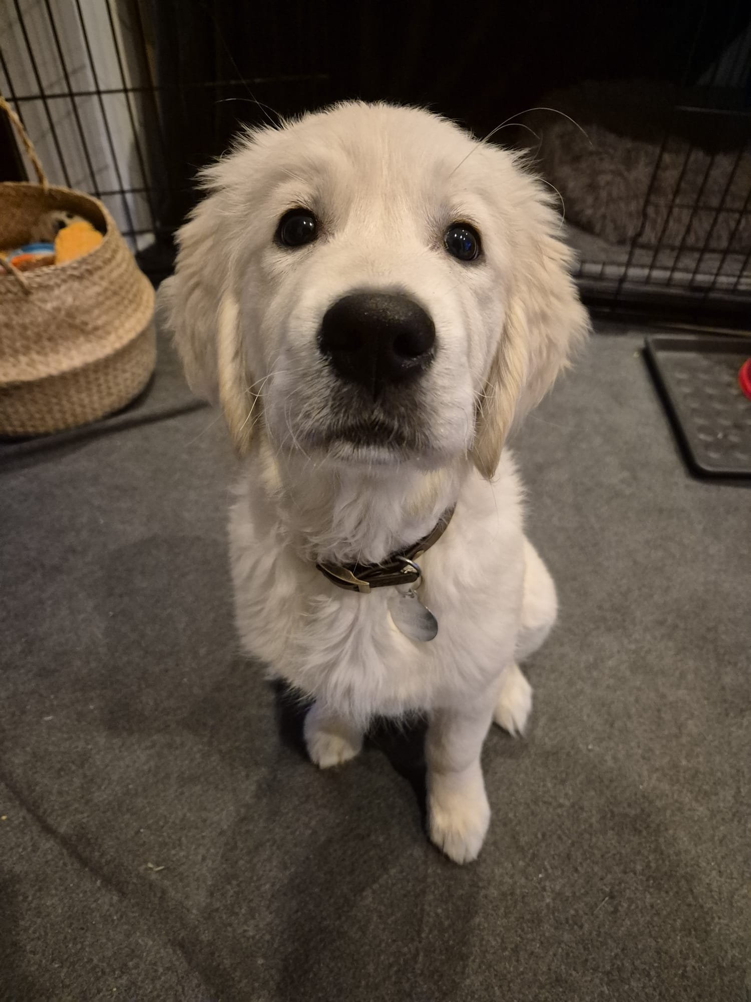 Cute golden retriever puppy sitting on a gray carpet indoors, looking directly at the camera, with a black nose and floppy ears.