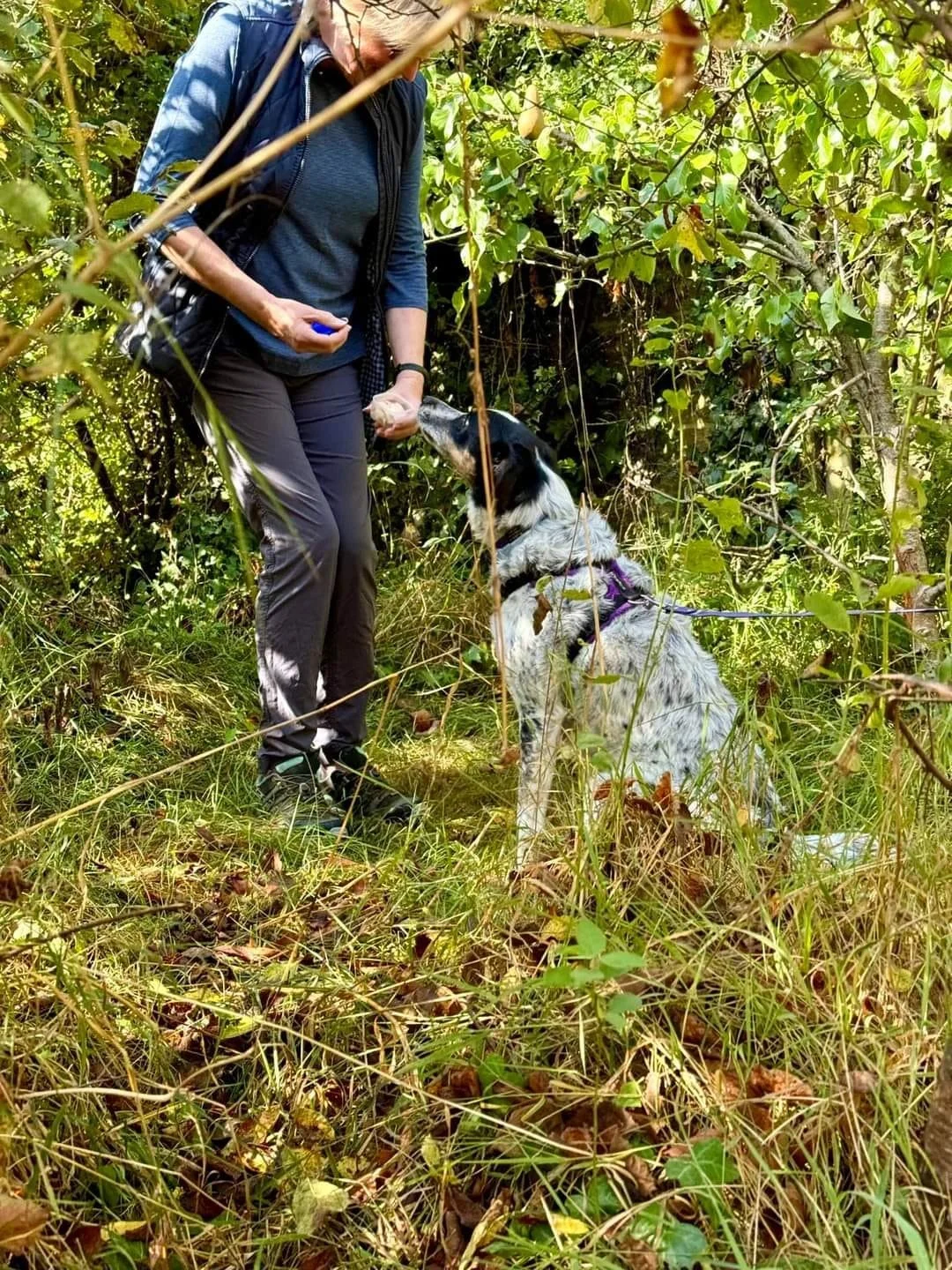 A woman is talking to a black and white dog in a forested, grassy area with dense green foliage. The woman is wearing a blue jacket and dark pants, and the dog is seated, looking up at her.