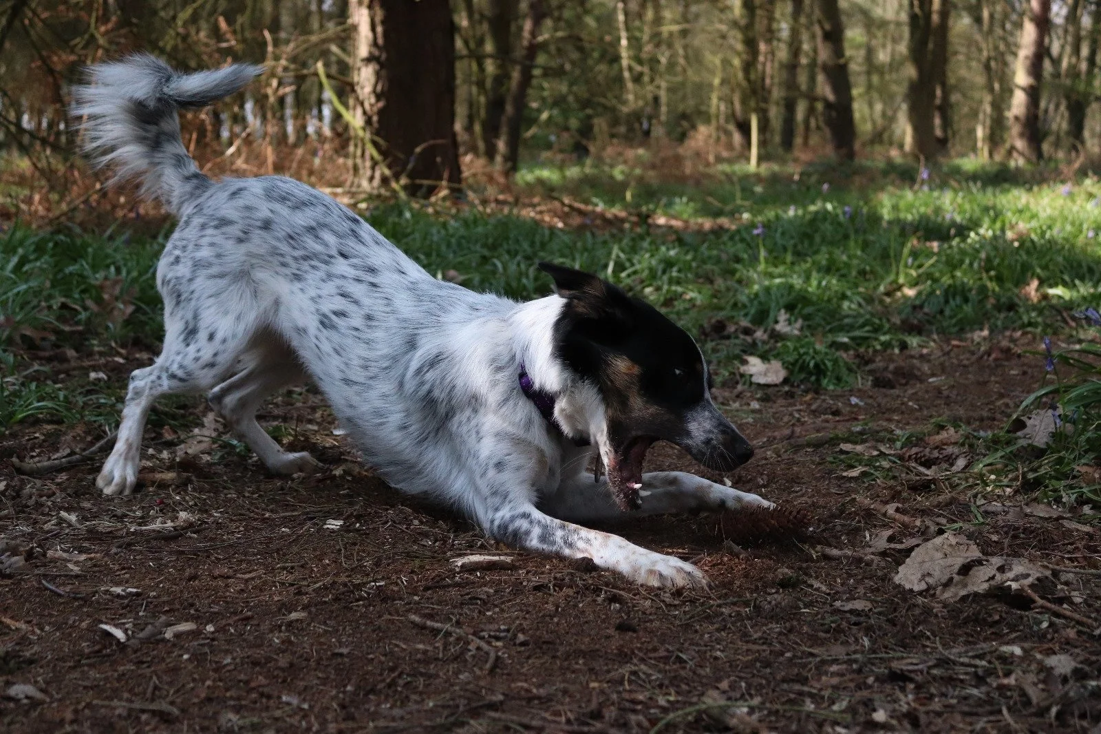 Dog playing with a stick in a forested area.