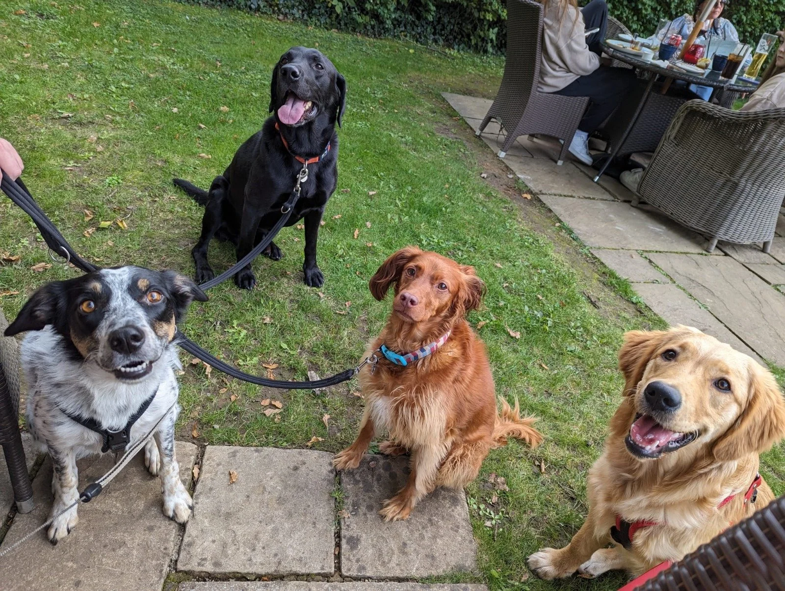 Four dogs sitting on grass and paved area at an outdoor gathering, with people dining at tables in the background.