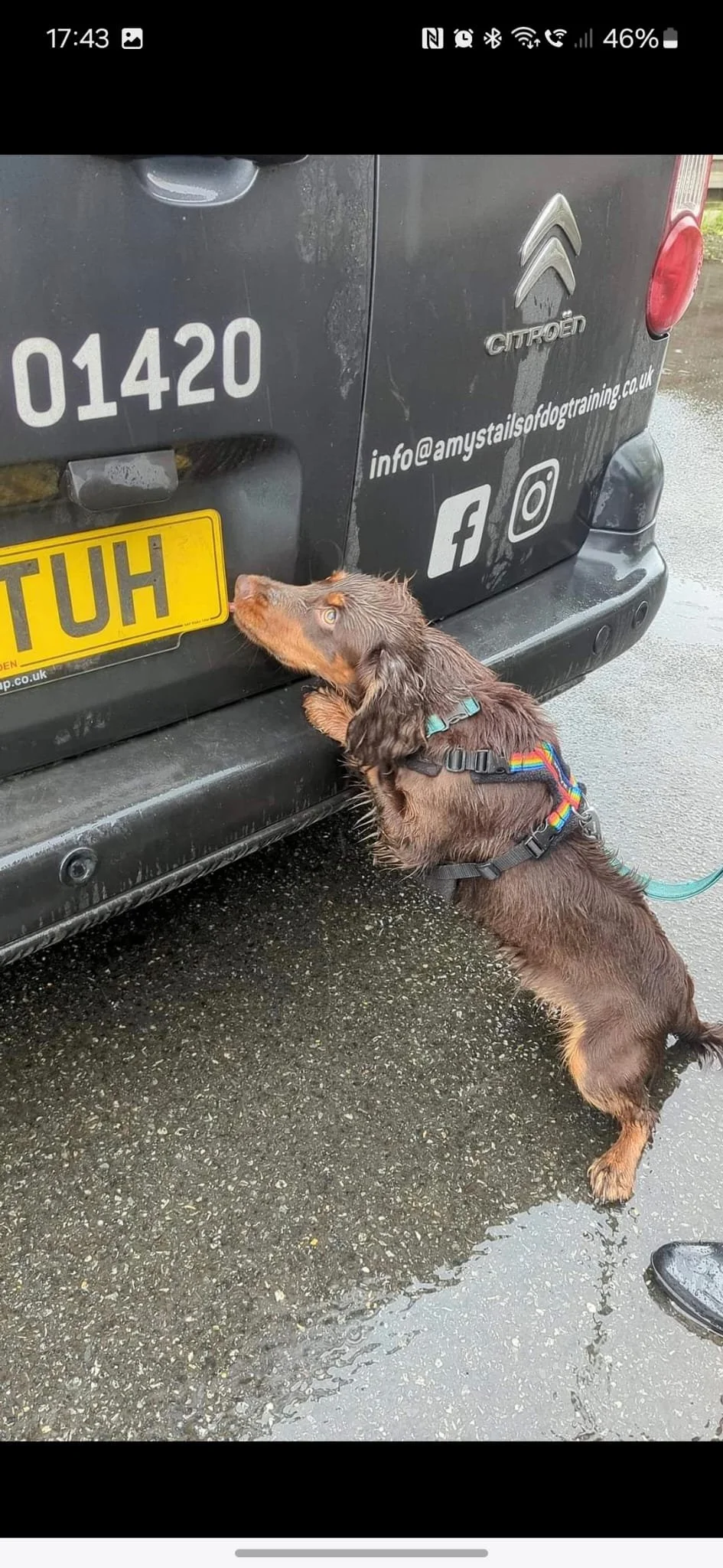 A brown and tan dachshund dog with wet fur is standing on wet pavement, sniffing or licking the rear of a black vehicle. The dog is wearing a rainbow-striped harness and a teal collar. The vehicle has a yellow license plate with the letters 'TUH' and various stickers, including a Citroën logo, contact information, and social media icons.