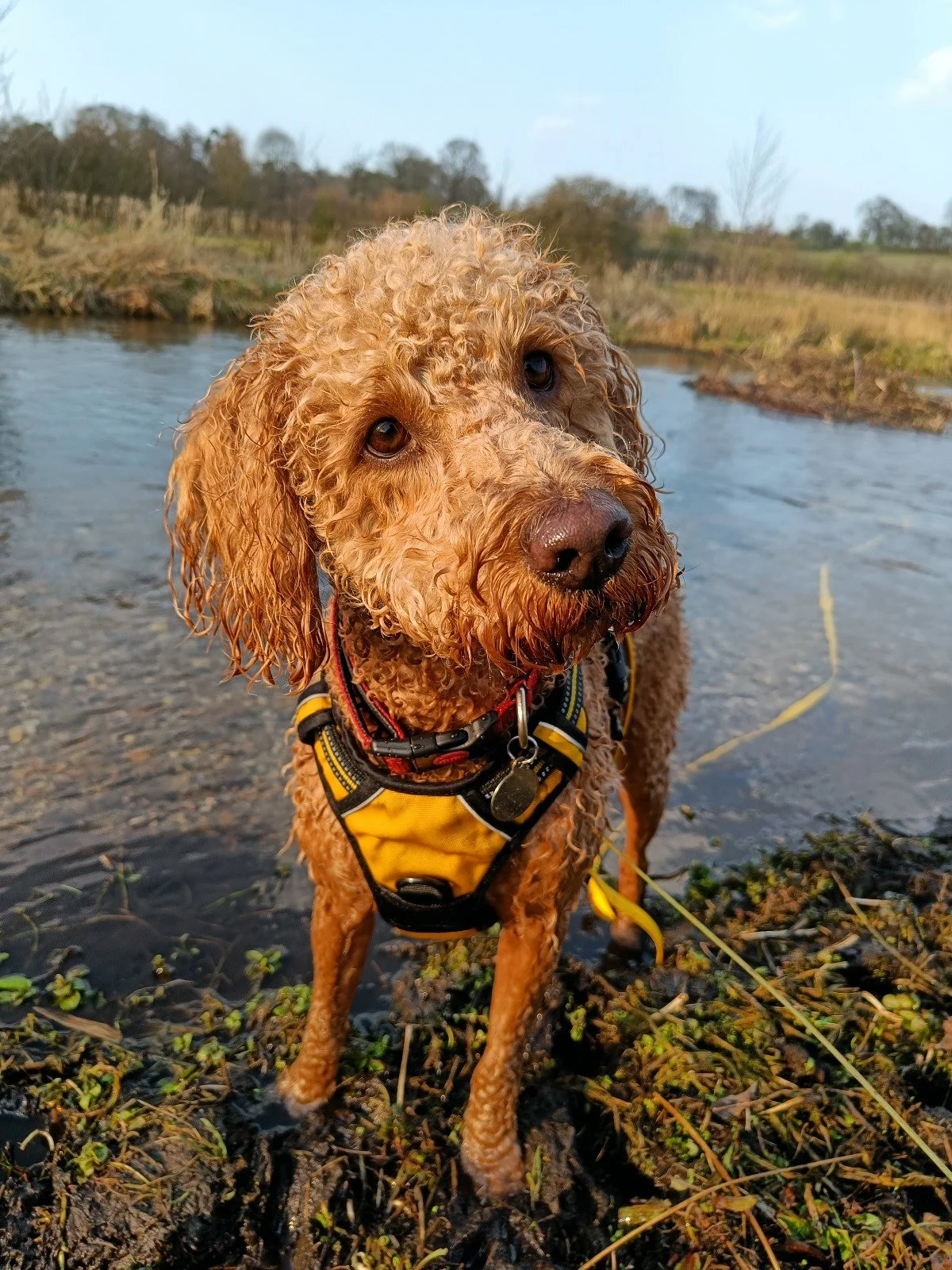 A curly-haired golden retriever dog wearing a yellow harness standing in a shallow creek with a rural landscape in the background.