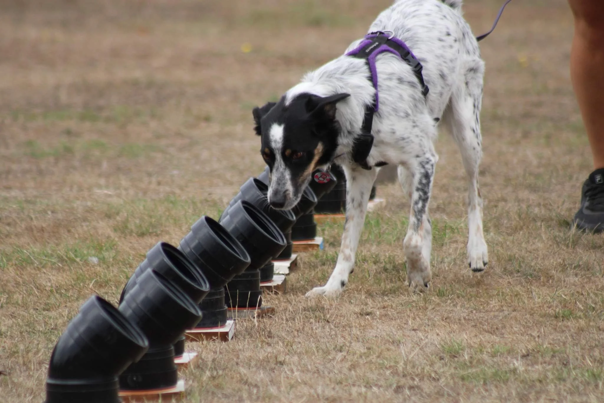 A black and white dog sniffing or examining a line of black cups stacked on orange coasters on a grassy field.