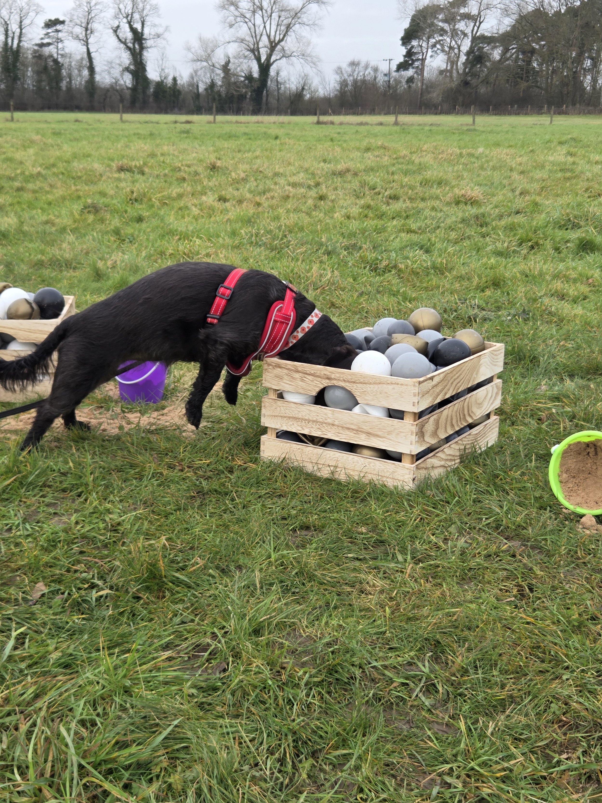 Dog eating or drinking from a gray pet food or water bowl on a wooden floor.
