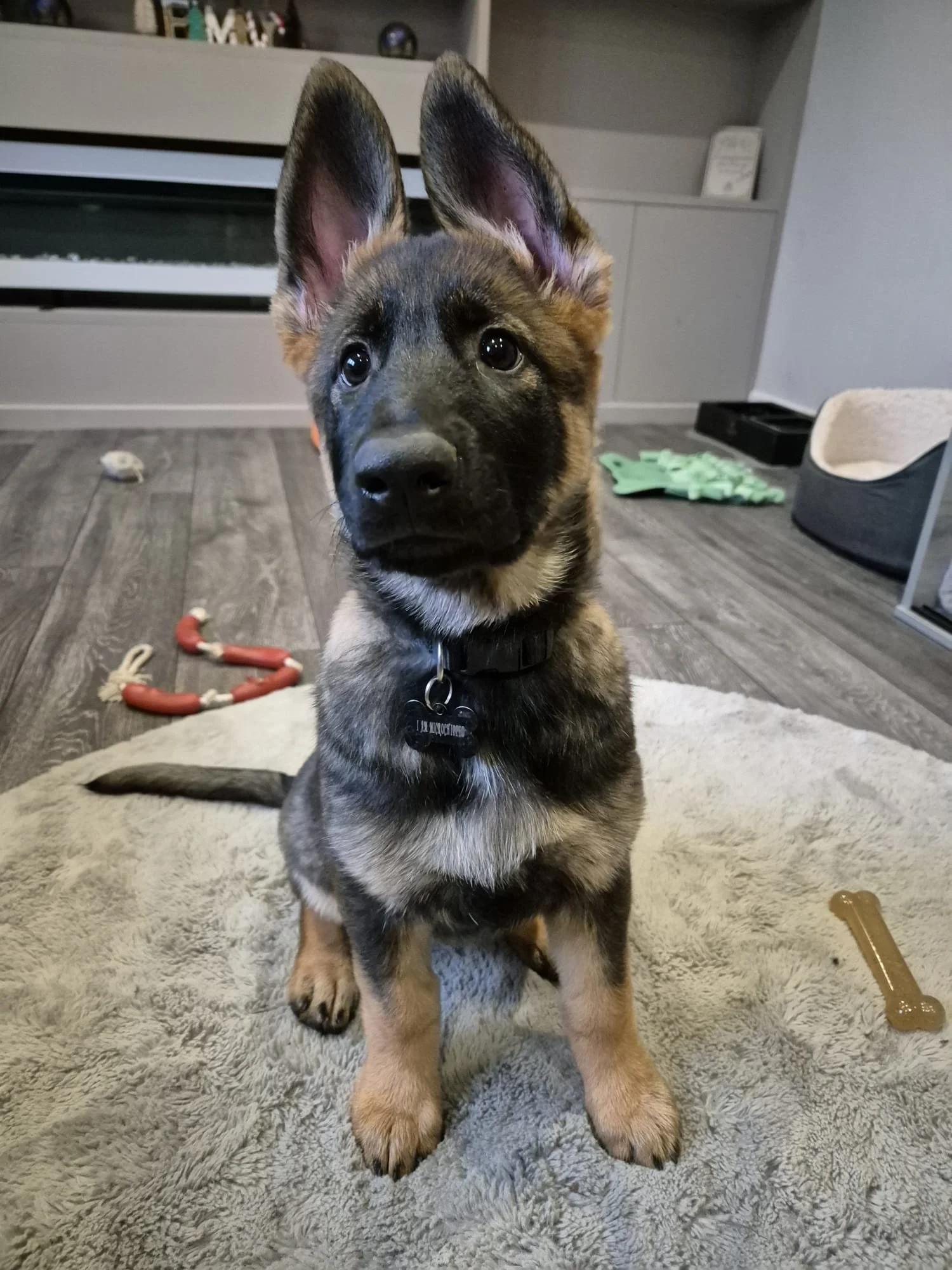 A young German Shepherd puppy sitting on a beige rug indoors, with ears standing up, black and tan coat, and a black collar, looking directly at the camera.