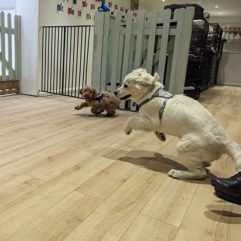 Two dogs playing indoors on a wooden floor, one larger white dog and one smaller brown dog.