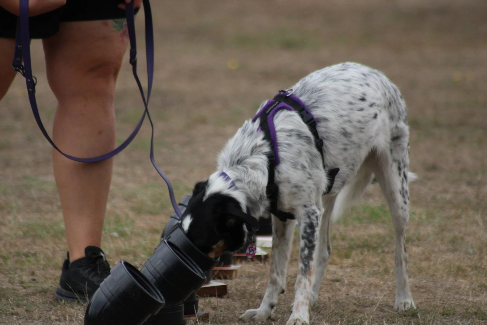A dog with a speckled black and white coat sniffing at a series of black cans on the ground, with a person standing nearby holding its leash.