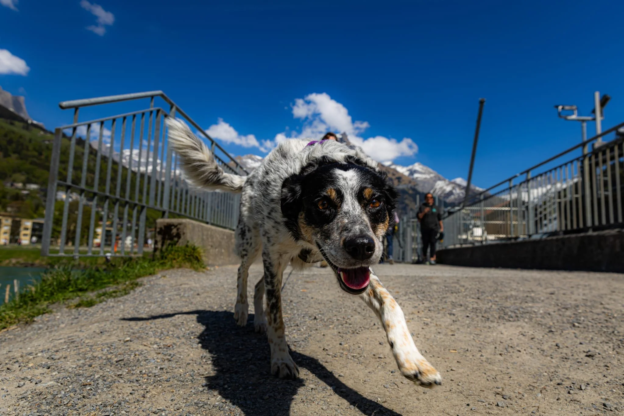 A dog sniffing the front tire of a vehicle parked beside a wooden fence.