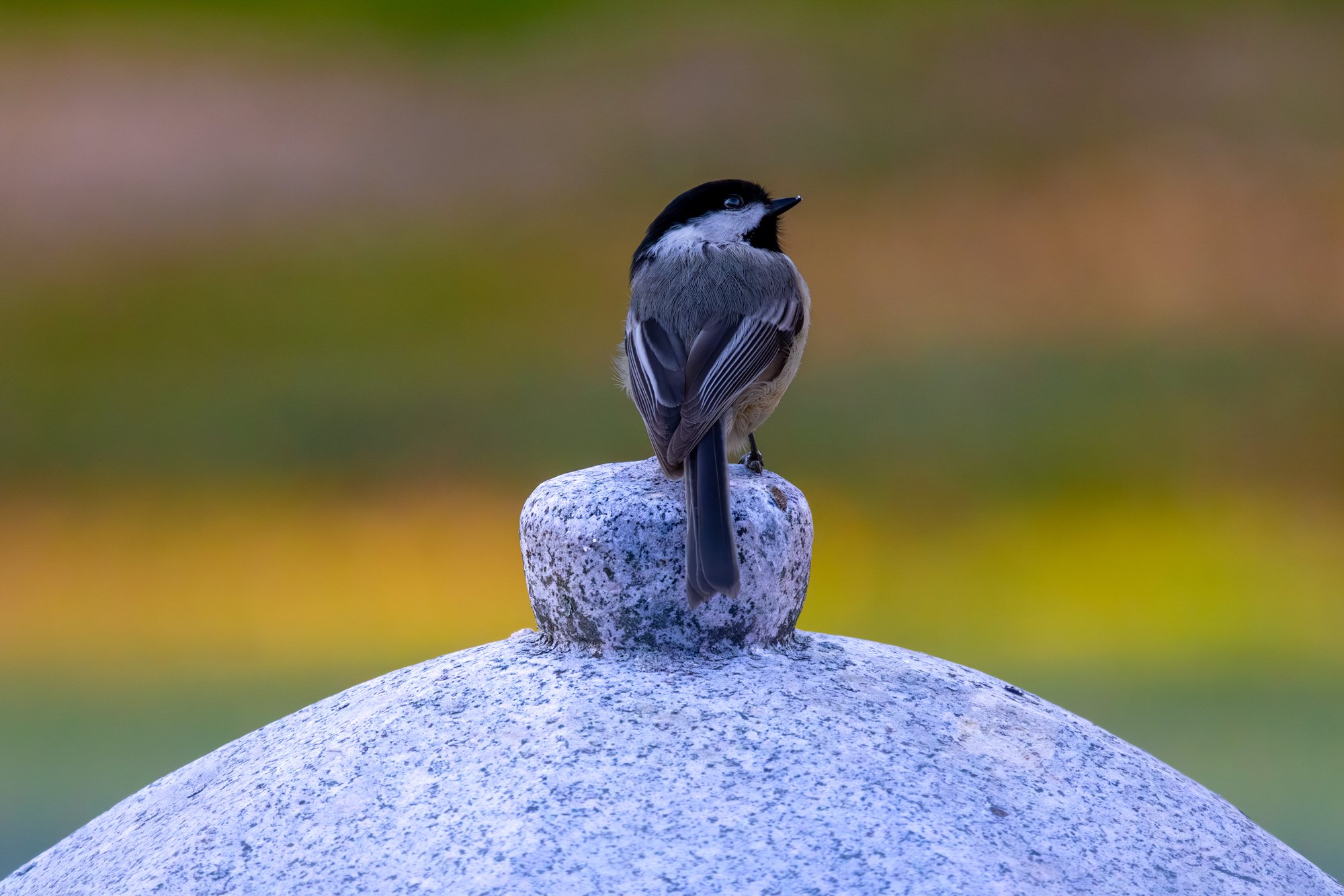 Bird on stone lighthouse