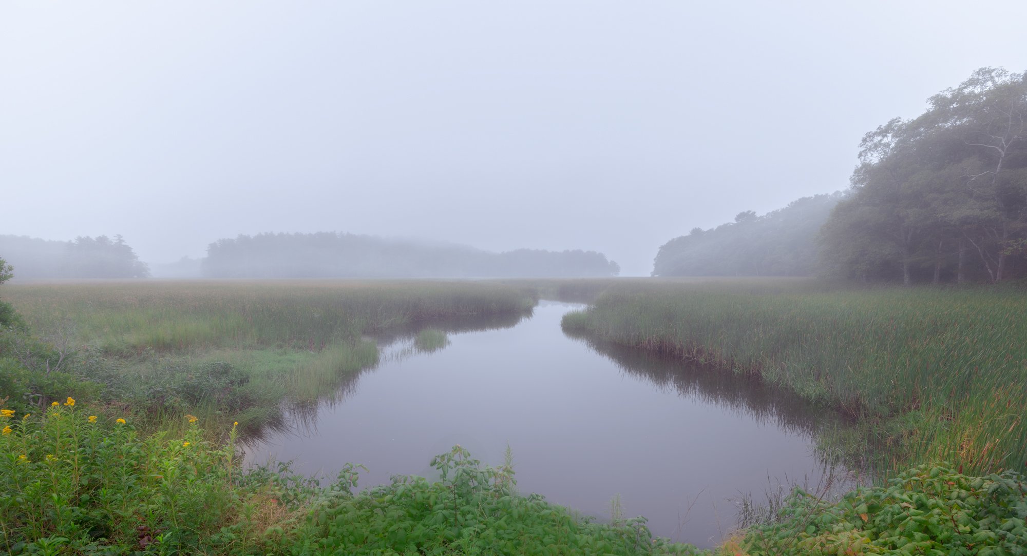 Foggy Salt Marsh