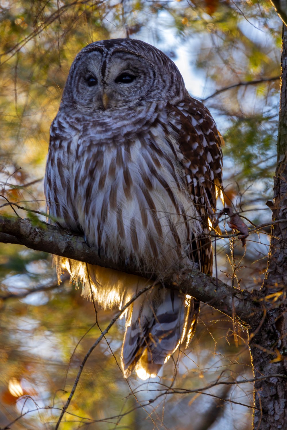 Bard Owl in Late Autumn