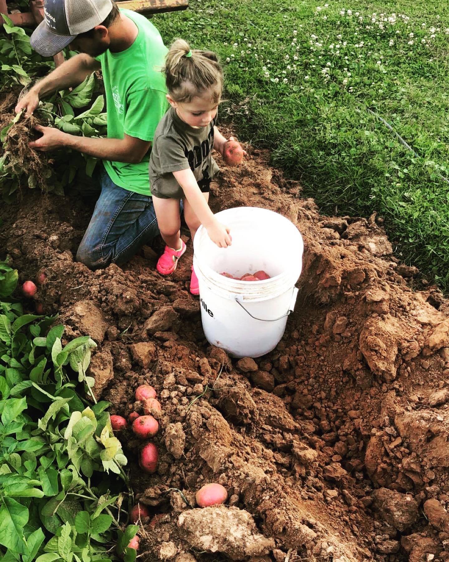 We will have FRESH DUG POTATOES, yellow squash, and zucchini at the Front Yard Food Trucks Farmers Market (Hwy 28 East near Libuse) today from 3-6pm!  #MathewsProduce #farmfresh #eatclean  #eatfresh #familyfarming