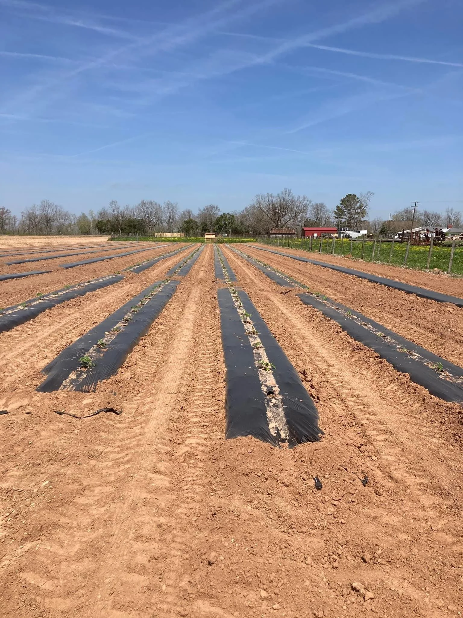 Haley Mathews - IMG_2775.JPG