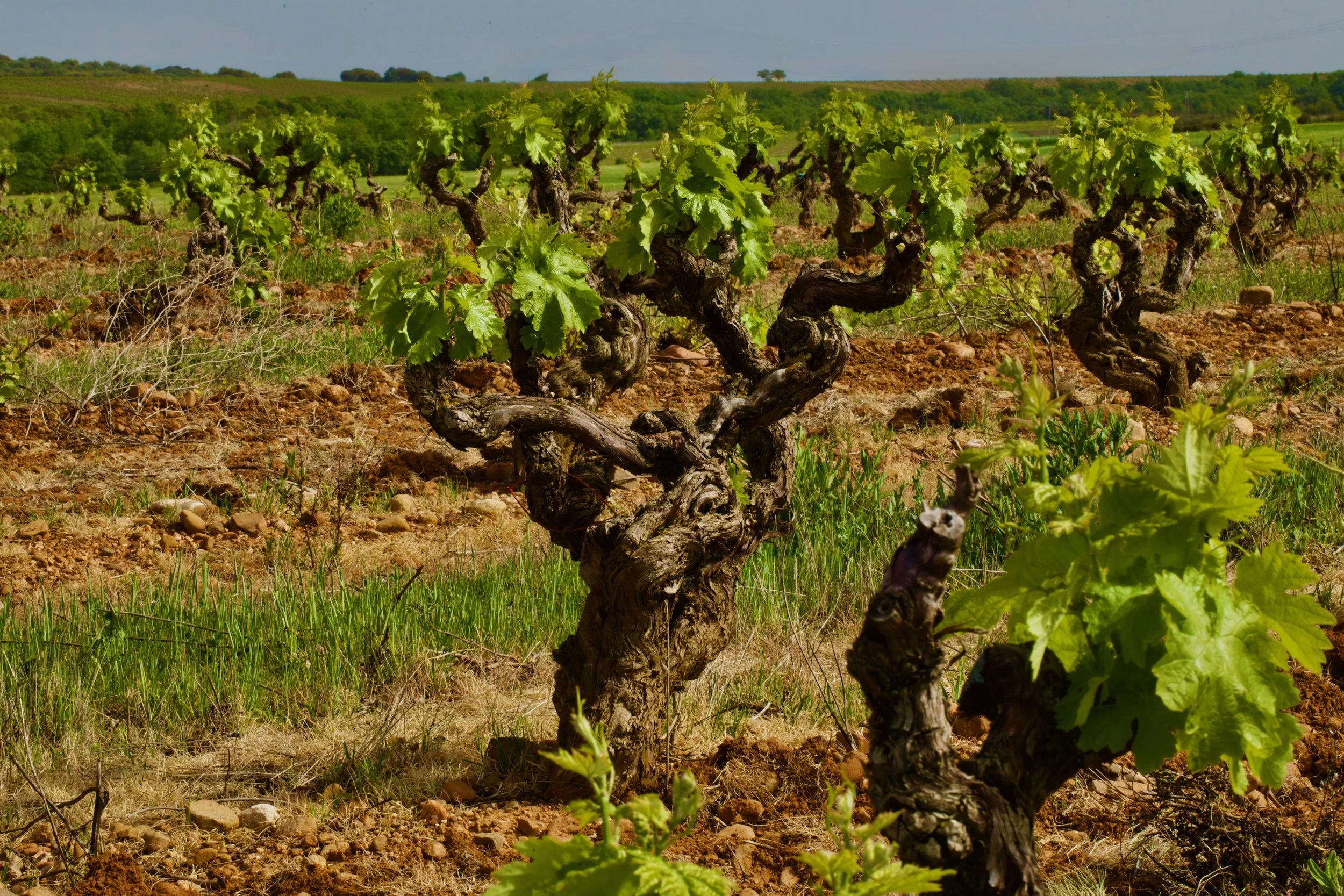Viñas viejas en primavera en Casa La Rad, en el Valle de Ocón.