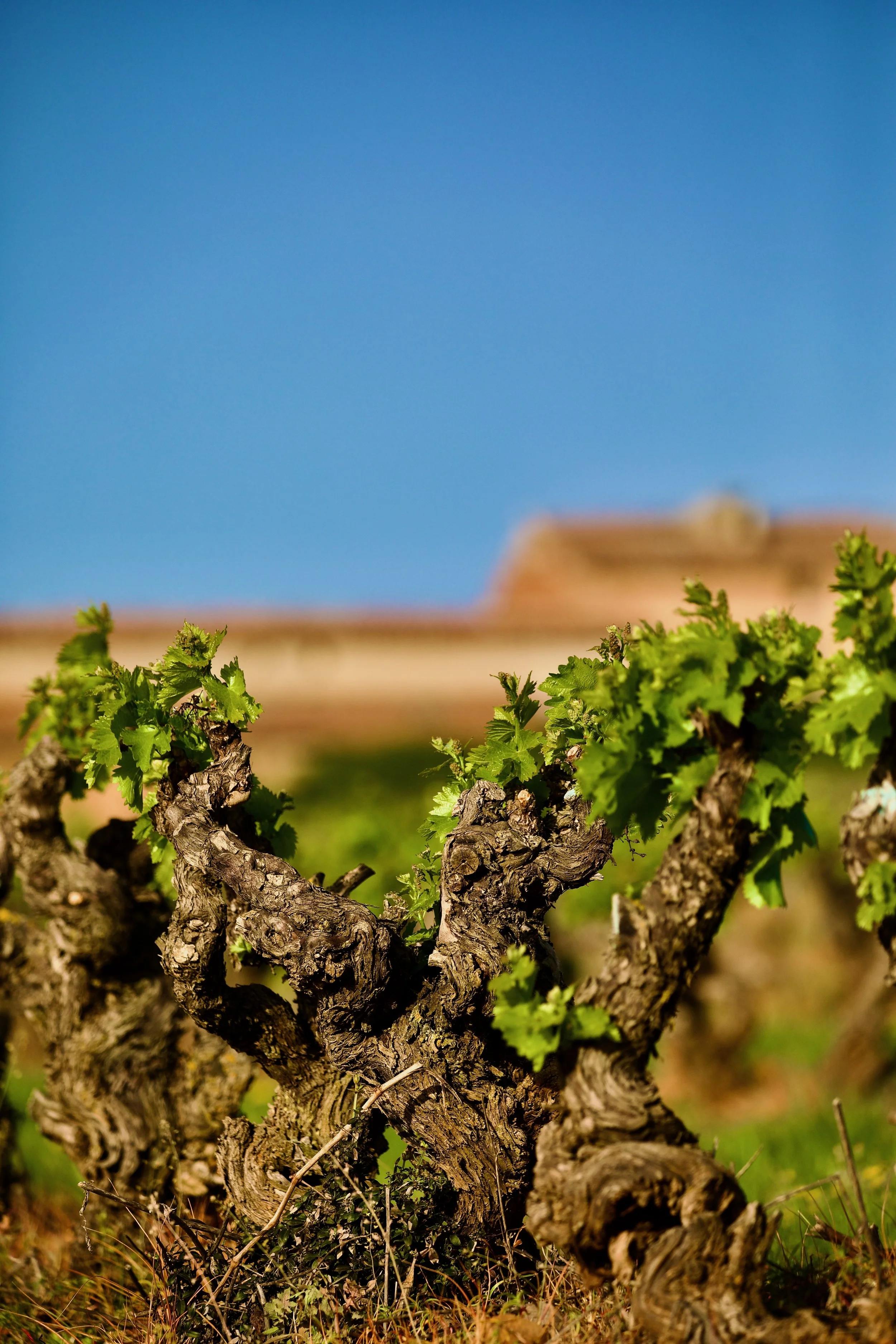 Viña vieja de malvasía cultivada en vaso en Casa La Rad, en la Rioja Oriental.