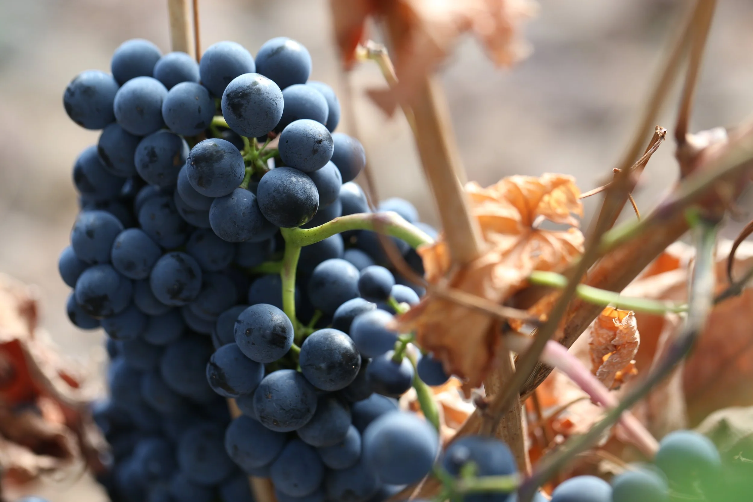 Racimo de uvas maduras de garnacha en los viñedos de Casa La Rad, en Rioja Oriental